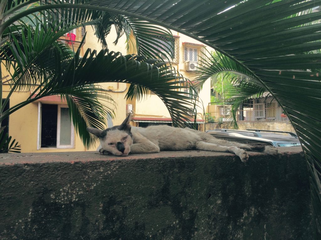 Cat in Church street, Bandra